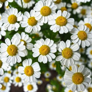 chamomile, beautiful flowers, flowers-3489847.jpg