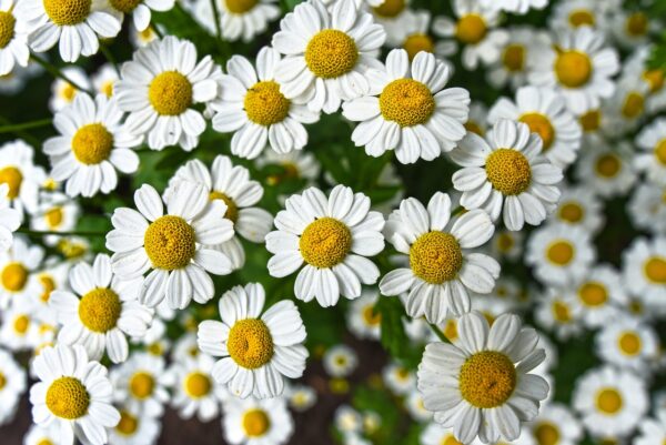 chamomile, beautiful flowers, flowers-3489847.jpg